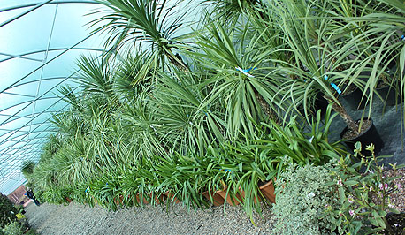 Riverside Nurseries Tropical Plants
