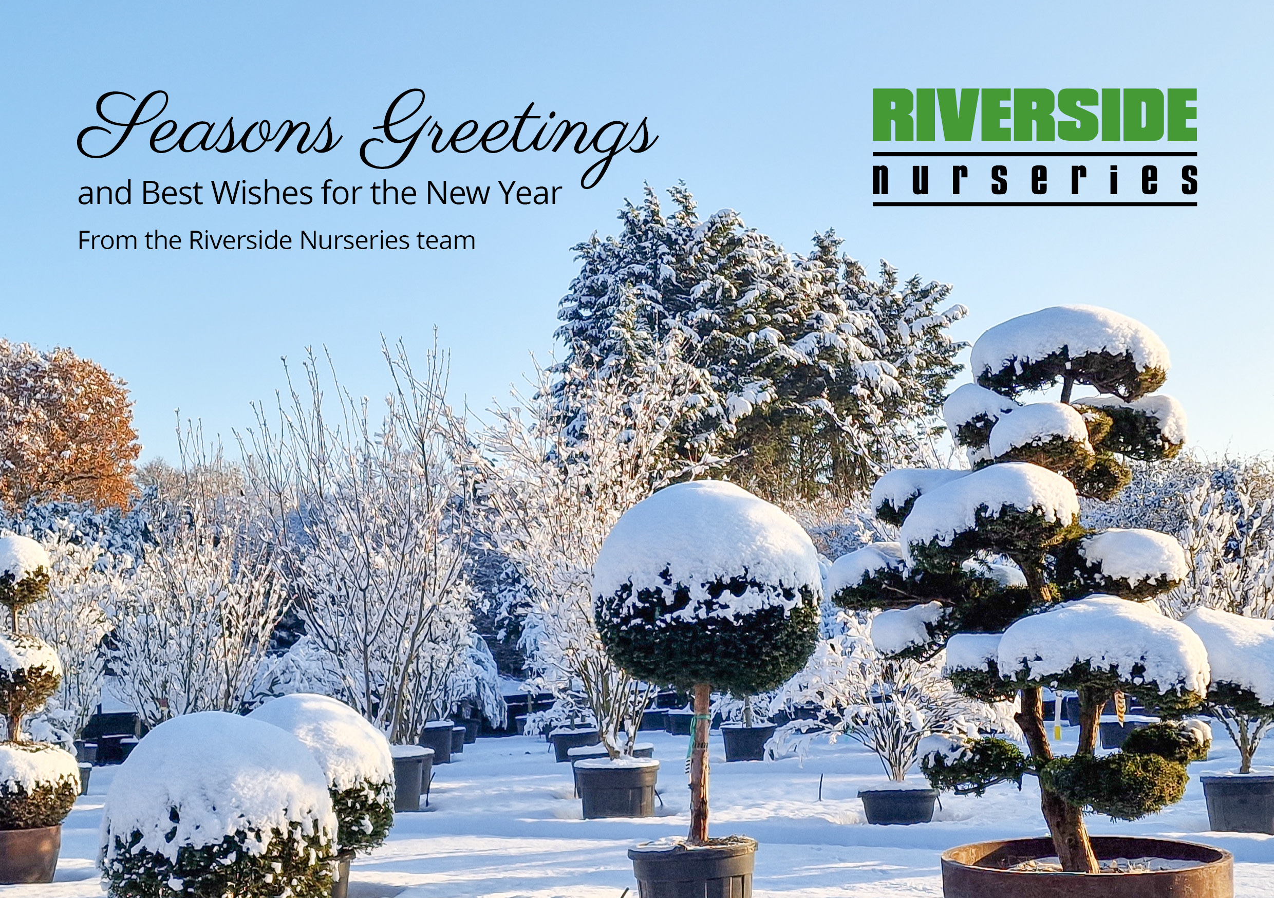 Riverside Nurseries Seasons Greetings